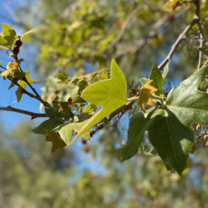 Maple leaf on tree, faire une petite pause and take a break.