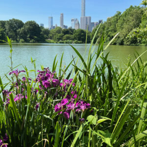 Purple flowers and reeds in front of a lake. New York City in the background. Living in the in-between