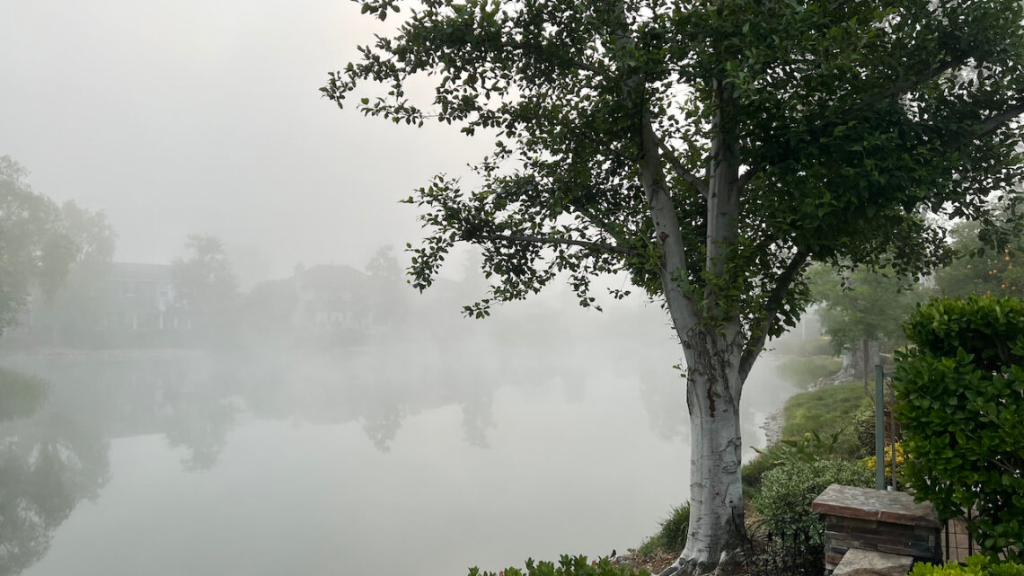 foggy lake with tree. Image by Jennifer Douglas. An Inconclusive biopsy