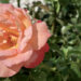 Peach rose with dark green foliage in background. Surgery preparation after an inconclusive biopsy